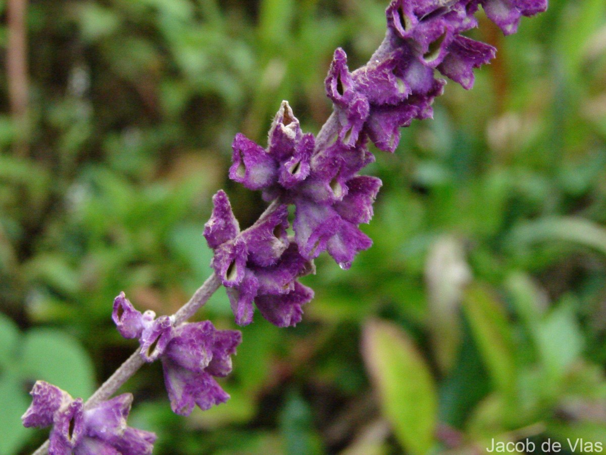 Salvia leucantha Cav.